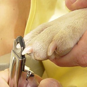 Leia mais sobre o artigo Você corta a unha do seu pet?