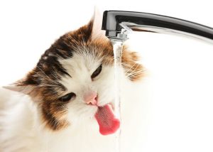 Leia mais sobre o artigo Seu gato bebe água suficiente ?