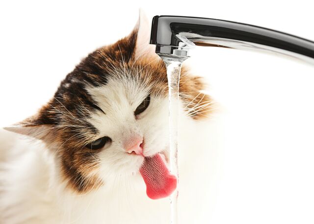 Leia mais sobre o artigo Seu gato bebe água suficiente ?