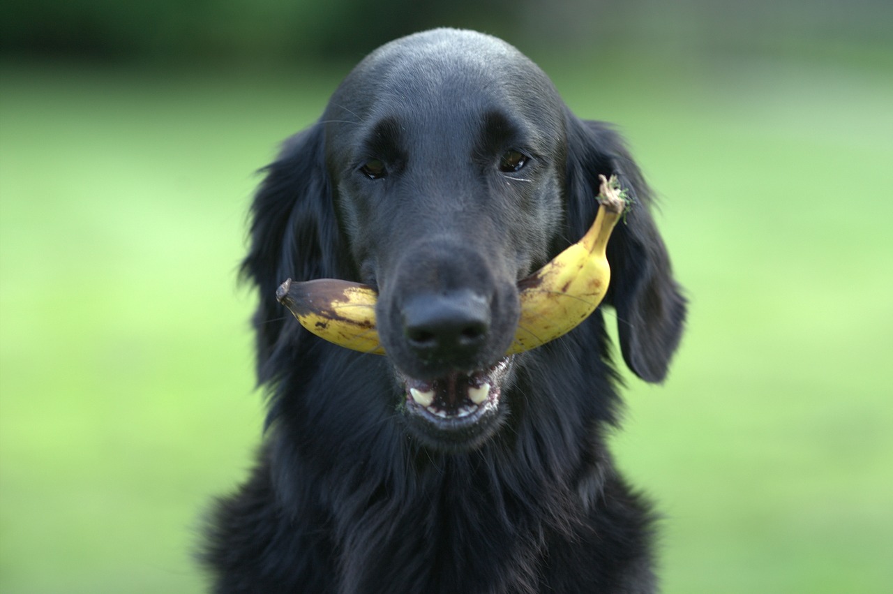 Leia mais sobre o artigo Posso dar frutas para o meu cachorro?