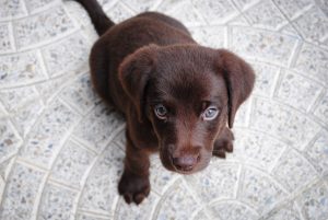 Leia mais sobre o artigo A linguagem dos cães