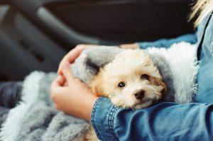 Leia mais sobre o artigo Por que ter um animal de estimação?