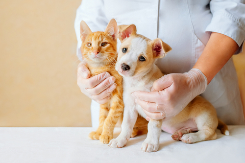 Leia mais sobre o artigo Vacinação de Animais de Estimação: Tudo o que Você Precisa Saber