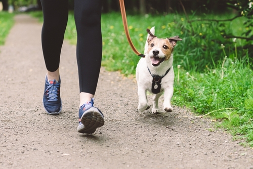 Leia mais sobre o artigo 5 Exercícios Físicos para Aumentar o Bem-Estar do Seu Cão
