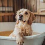 A Importância do Banho e Higiene para a Saúde do Seu Pet